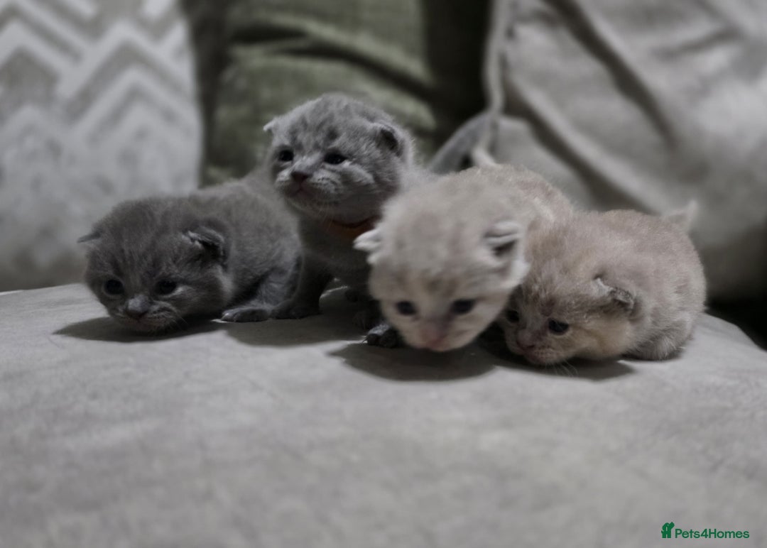 British Shorthair cats for sale: ** LAST ONE LEFT BLUE MALE British Shorthair ** - Advert 20