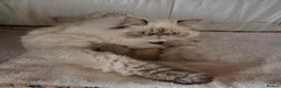 Persian cats for sale: Persian Himalayan Kittens - Advert 26