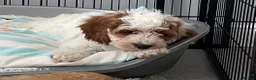 Cavapoo dogs for sale: 🐩🐶🐾FULLY HEALTH CLEAR F1 CAVAPOO🐾🐶🐩  - Advert 5