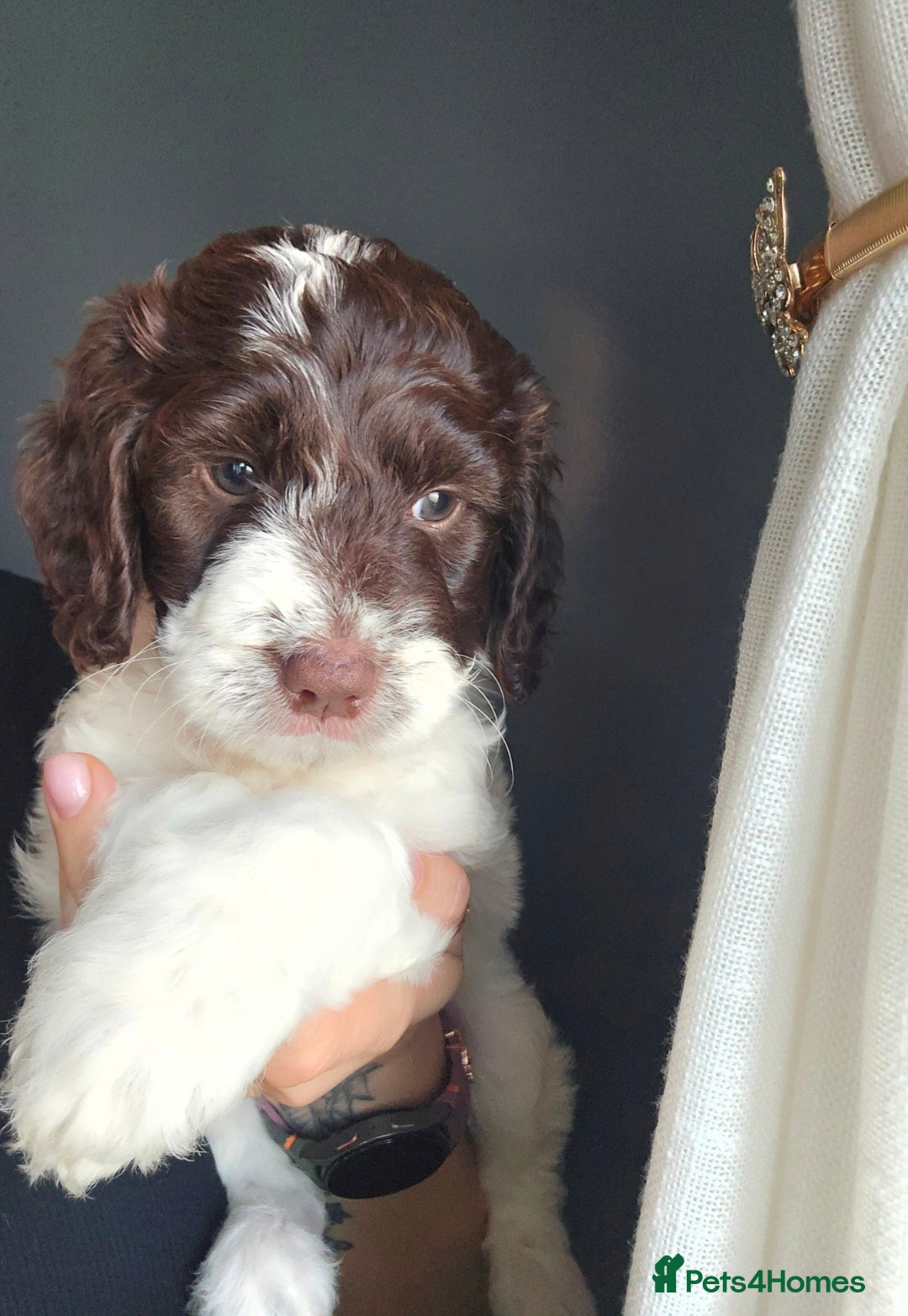 Sproodle dogs 💫💗Last Gorgeous Sproodle Girl🐾 Available🐶🩷🐾 - Advert 1