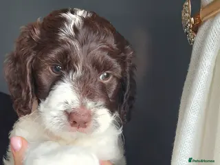 Sproodle dogs 💫💗Last Gorgeous Sproodle Girl🐾 Available🐶🩷🐾 - Advert 1
