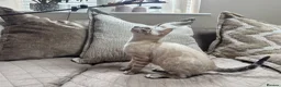 Bengal cats for sale: Stunning TICA Registered Snow Lynx Bengal Kittens - Advert 24