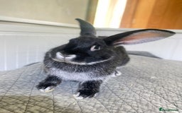 Mixed Breed rabbits for sale: Bunnies in Cheddar - Image 6