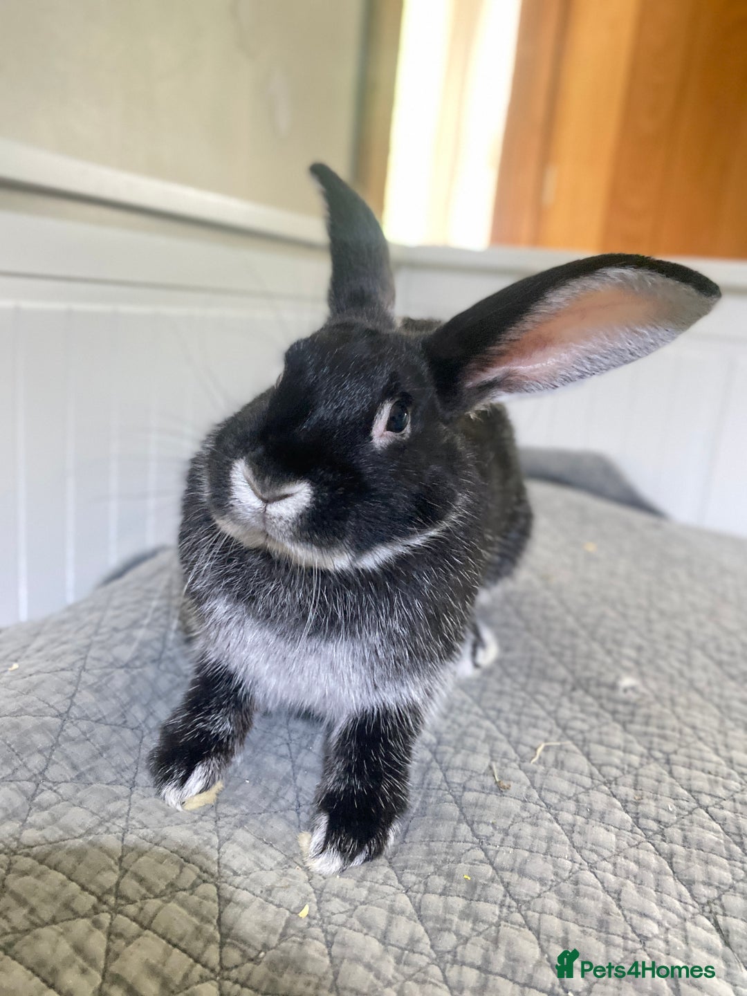 Mixed Breed rabbits for sale: Bunnies in Cheddar - Image 6