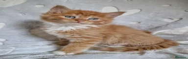 Mixed Breed Kitten 4