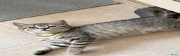 British Shorthair cats for sale: 🐾 Champion GCCF BSH Kittens 🐾 - Advert 5