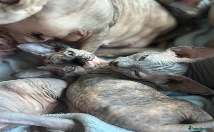 Sphynx cats - Advert 11