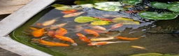 Goldfish fish for sale: Pond Goldfish (Comets and Fantails) in Basildon - Advert 4