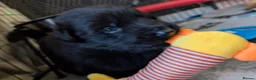 German Shepherd dogs for sale: German shepherd pups - Advert 5