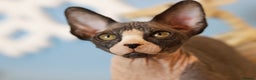 Sphynx cats for sale: Bloodline Sphynx Kittens  - Advert 17
