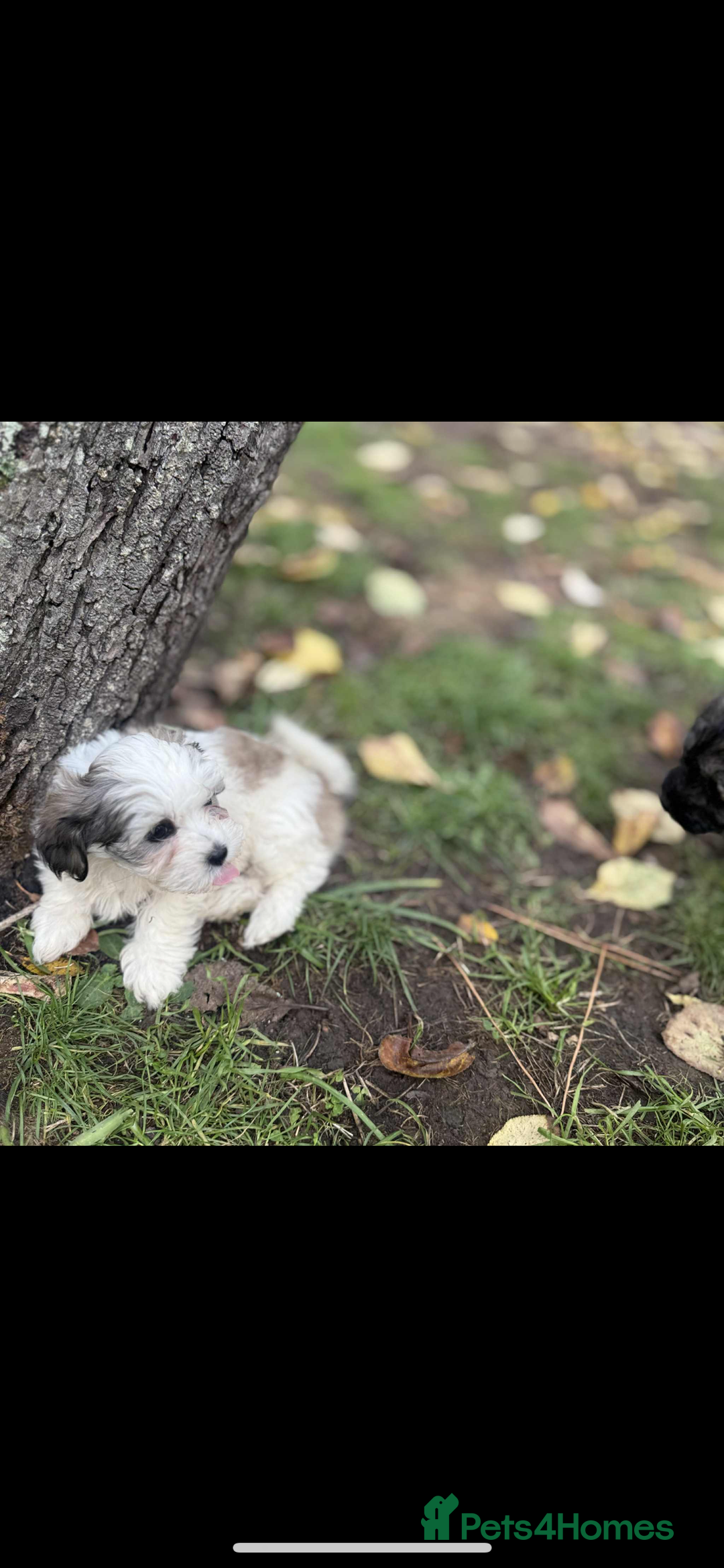 Havanese dogs for sale: Havanese - Image 11