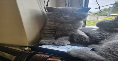 British Shorthair cats in Hatfield - Advert 3