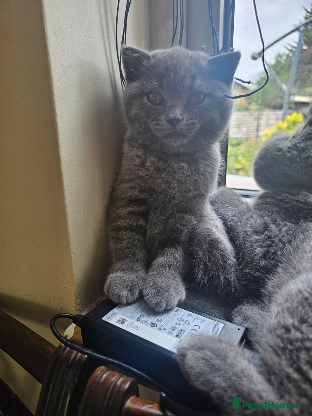 British Shorthair cats for sale: Hurry up 3 🕢Beautiful Scottish fold kitten left in Hatfield - Image 4