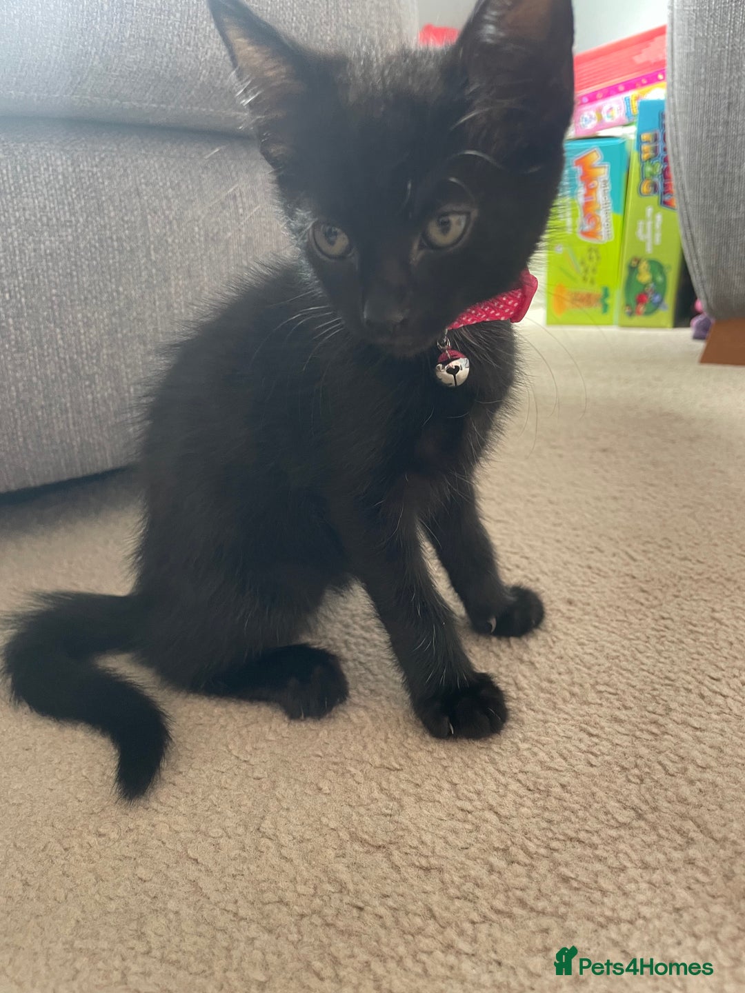 Mixed Breed cats for sale: 2 female kittens 1 male kitten for sale  - Image 12