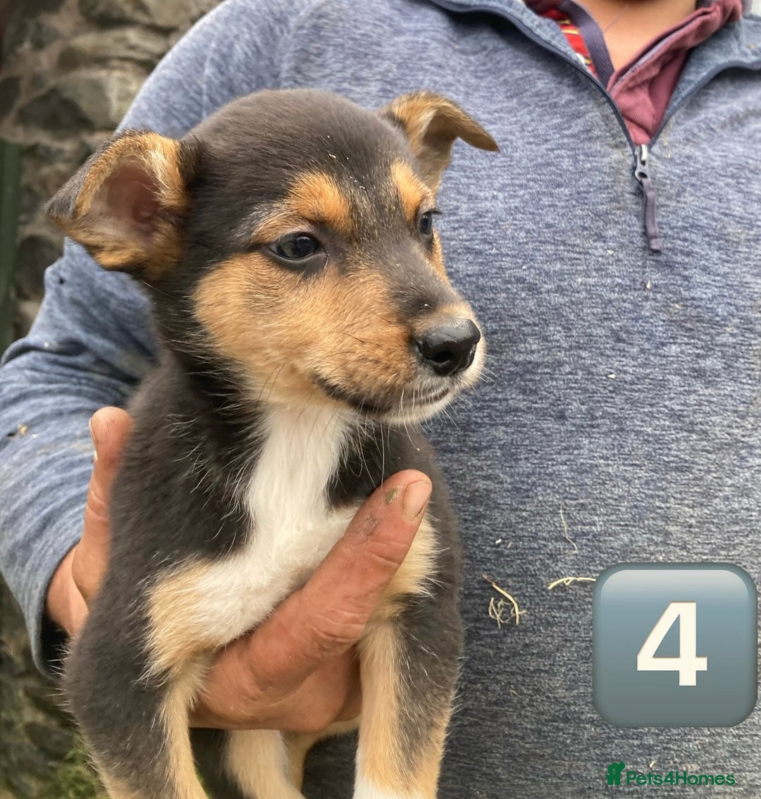 Mixed Breed dogs for sale: Huntaway Cross Puppies - Image 2