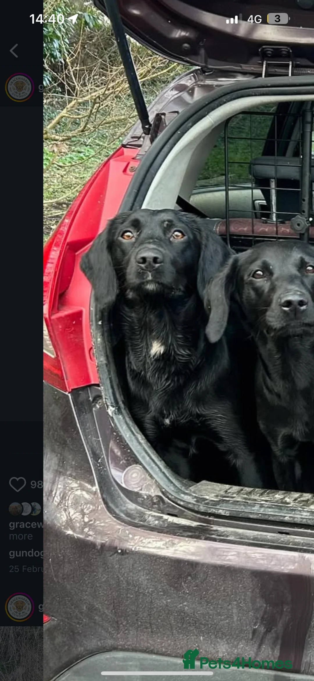 Springador dogs for sale: Springador puppies  - Advert 8