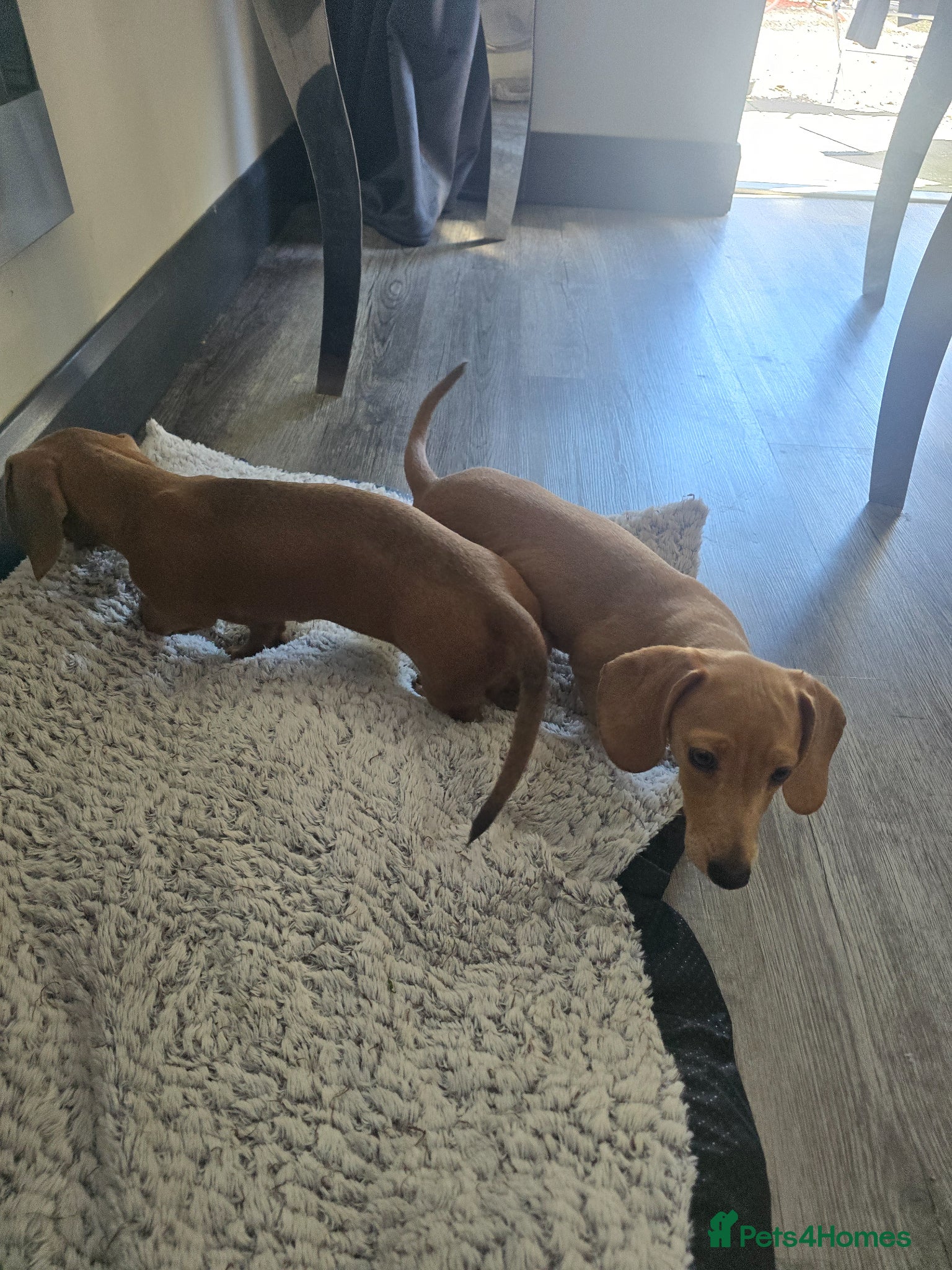 Miniature Dachshund dogs Miniature daschunds - Advert 14
