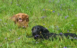 Cocker Spaniel dogs for sale: KC registered cocker spaniels - Image 16