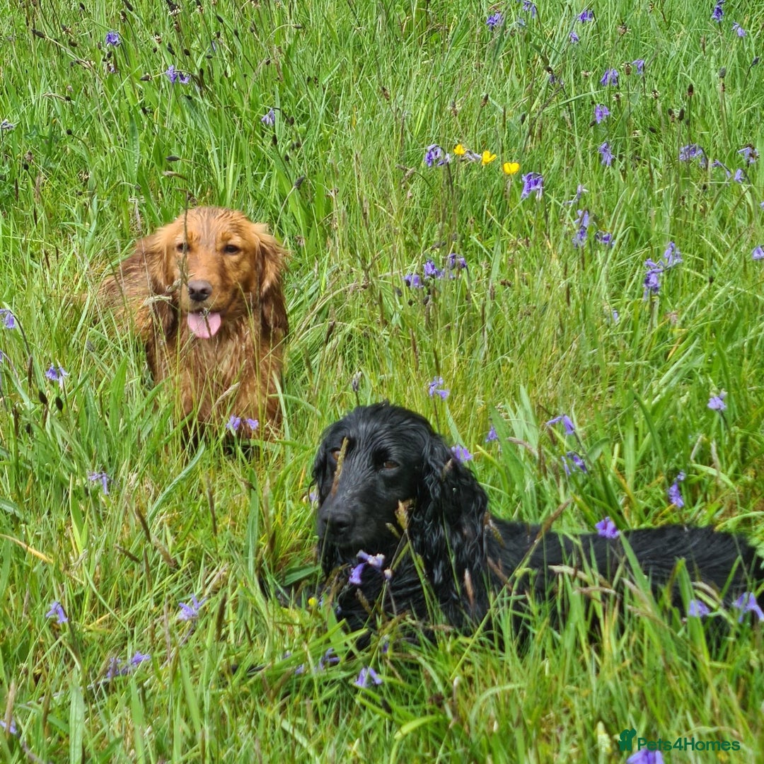 Cocker Spaniel dogs for sale: KC registered cocker spaniels - Image 16