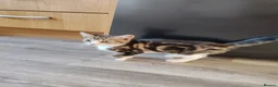 Mixed Breed cats for sale: ❤️❤️❤️ Adorable Kittens ❤️❤️❤️  - Advert 19