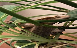 Gecko reptiles for sale: Male Crested Gecko with Bioactive Tank - Image 3