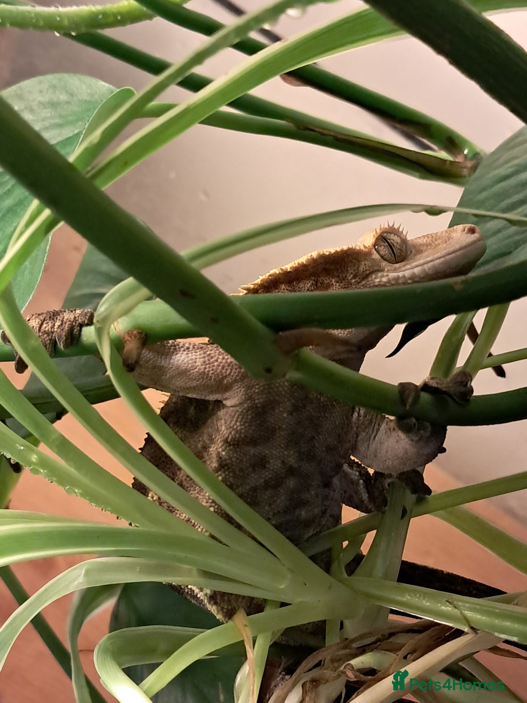 Gecko reptiles for sale: Male Crested Gecko with Bioactive Tank - Image 3