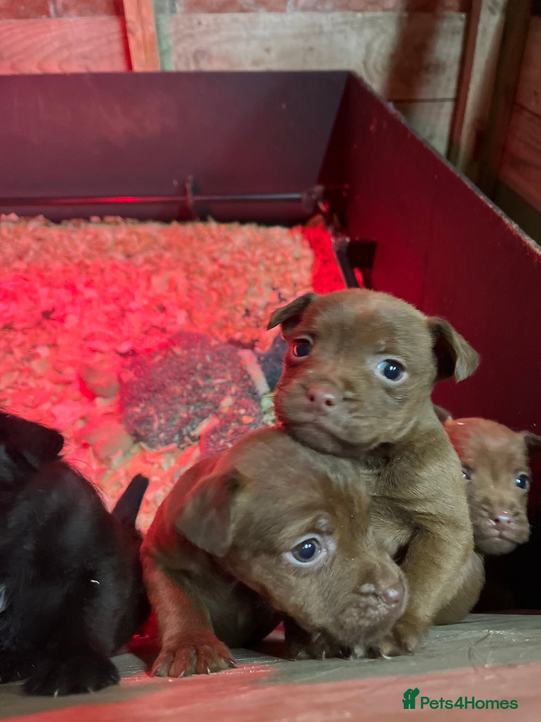 Patterdale Terrier dogs for sale: Patterdale terrier puppies for sale in Heriot - Advert 5