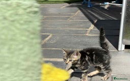 Bengal cats for sale: Bengal Cloud kittens / Maine coon - Image 7
