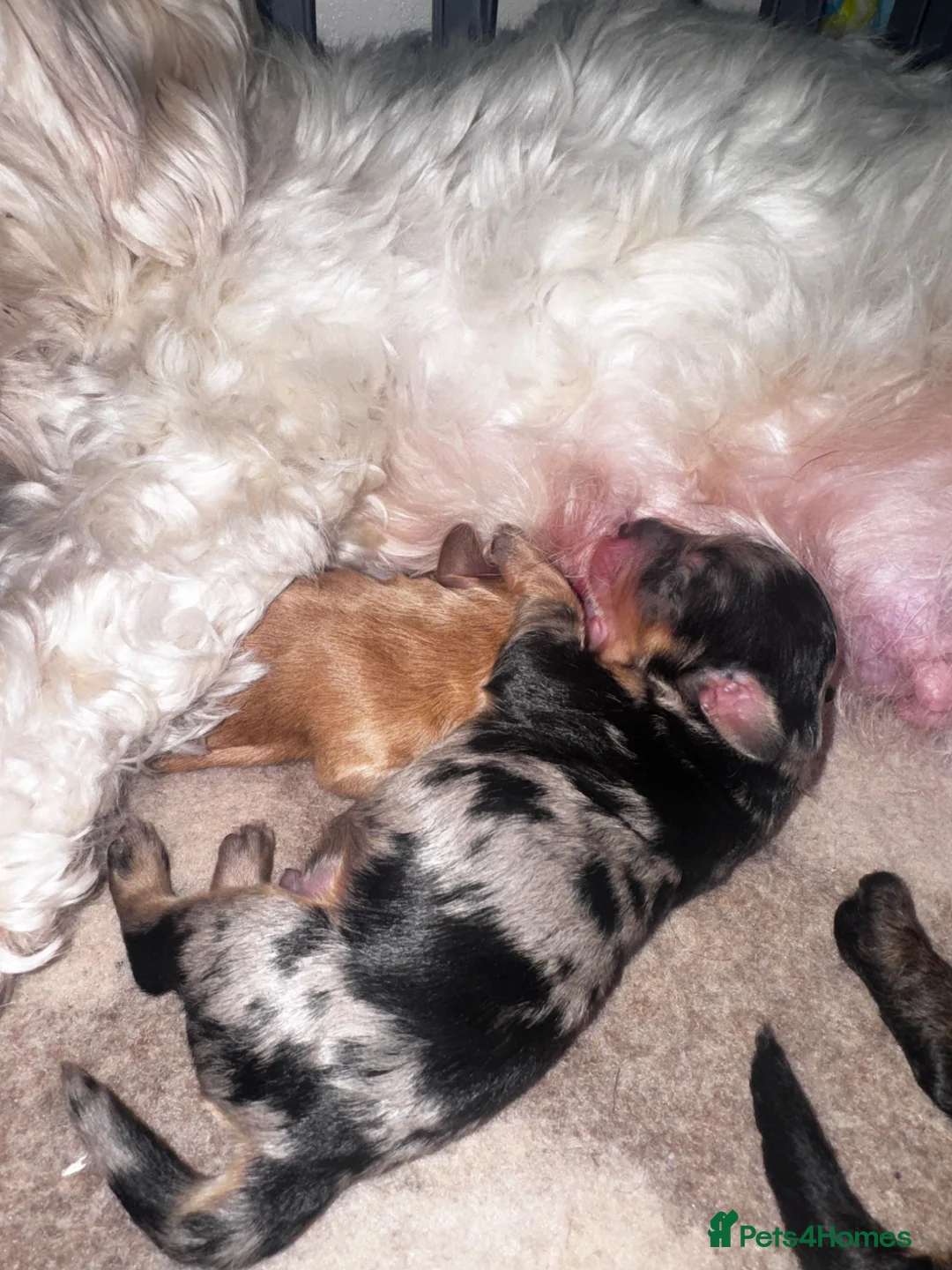 Mixed Breed dogs for sale: Mini cockapoo puppies. Reserve yours now! - Advert 1