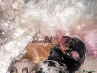 Mixed Breed dogs Mini cockapoo puppies. Reserve yours now! - Advert 4