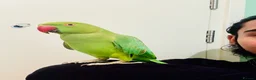 Ringnecks birds for sale: Hand Tamed/Untamed Gorgeous Ringneck for Sale in London - Advert 3