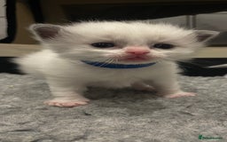 Ragdoll cats for sale: Pure Breed bi colour blue Ragdoll Kittens - Image 6