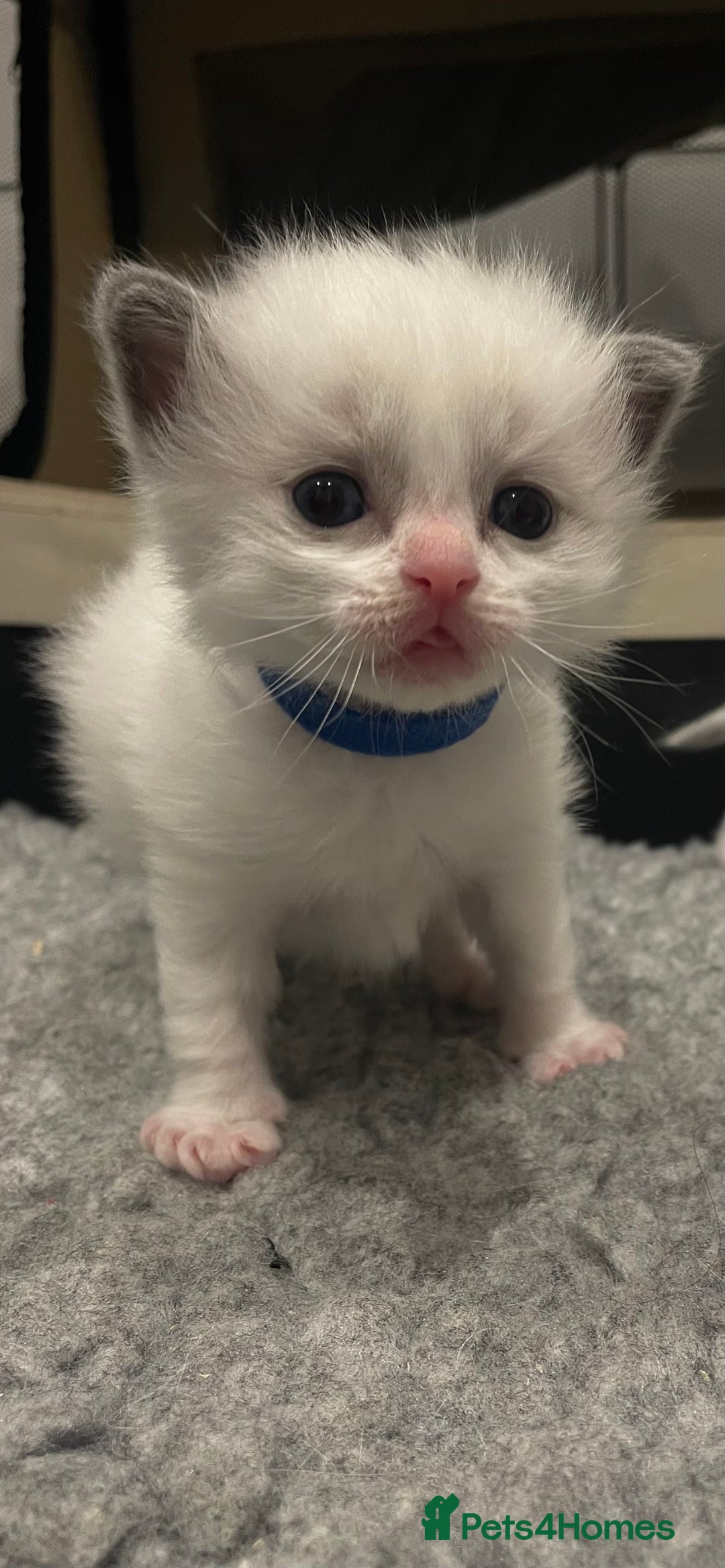 Ragdoll cats for sale: Pure Breed bi colour blue Ragdoll Kittens - Image 6