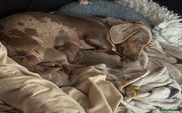 Dachshund dogs for sale: 2 Isabella dachshund puppies  - Image 13