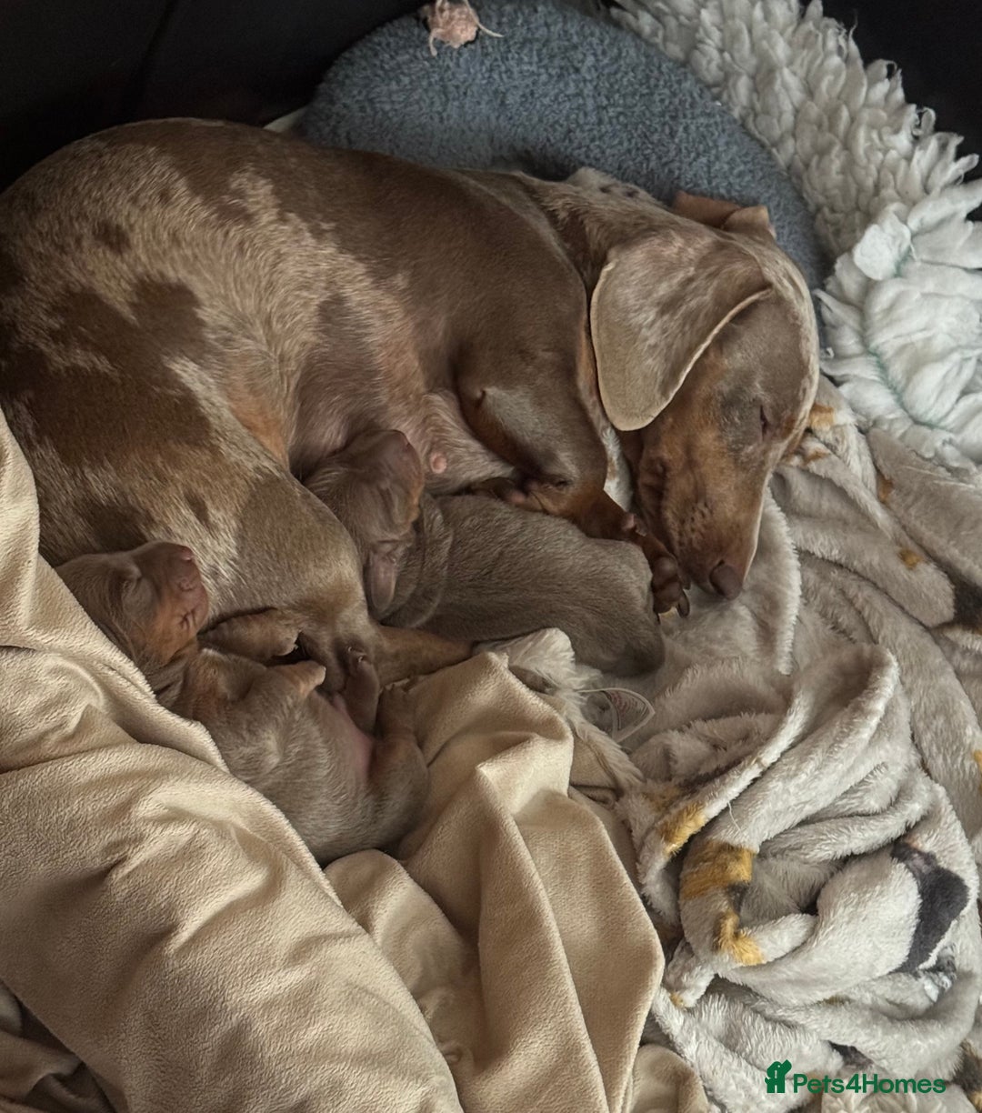 Dachshund dogs for sale: 2 Isabella dachshund puppies  - Image 13