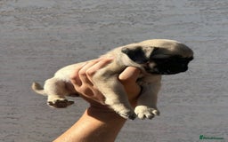 Pug dogs for sale: Adorable Pug Puppies For Sale  - Image 2