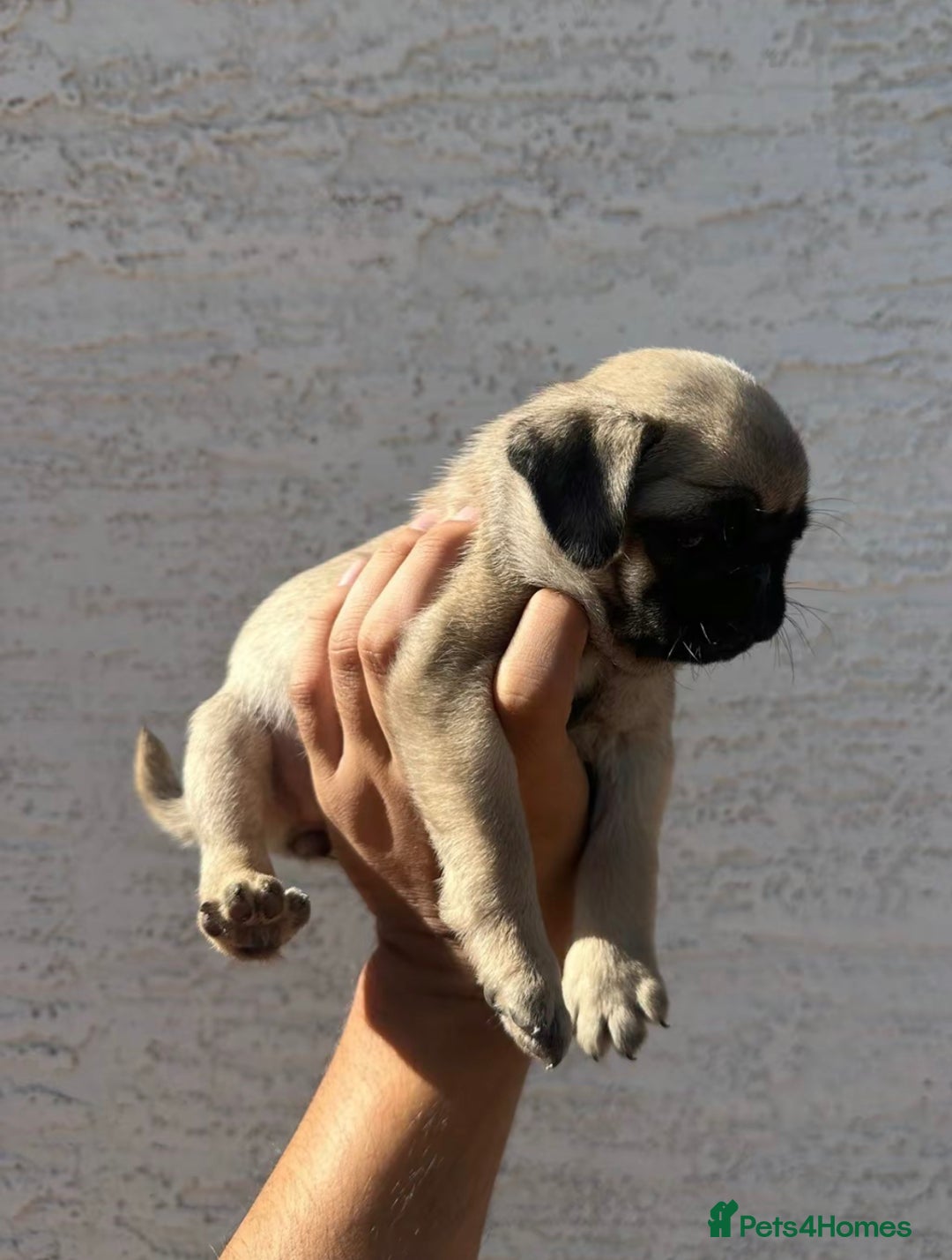 Pug dogs for sale: Adorable Pug Puppies For Sale  - Image 2