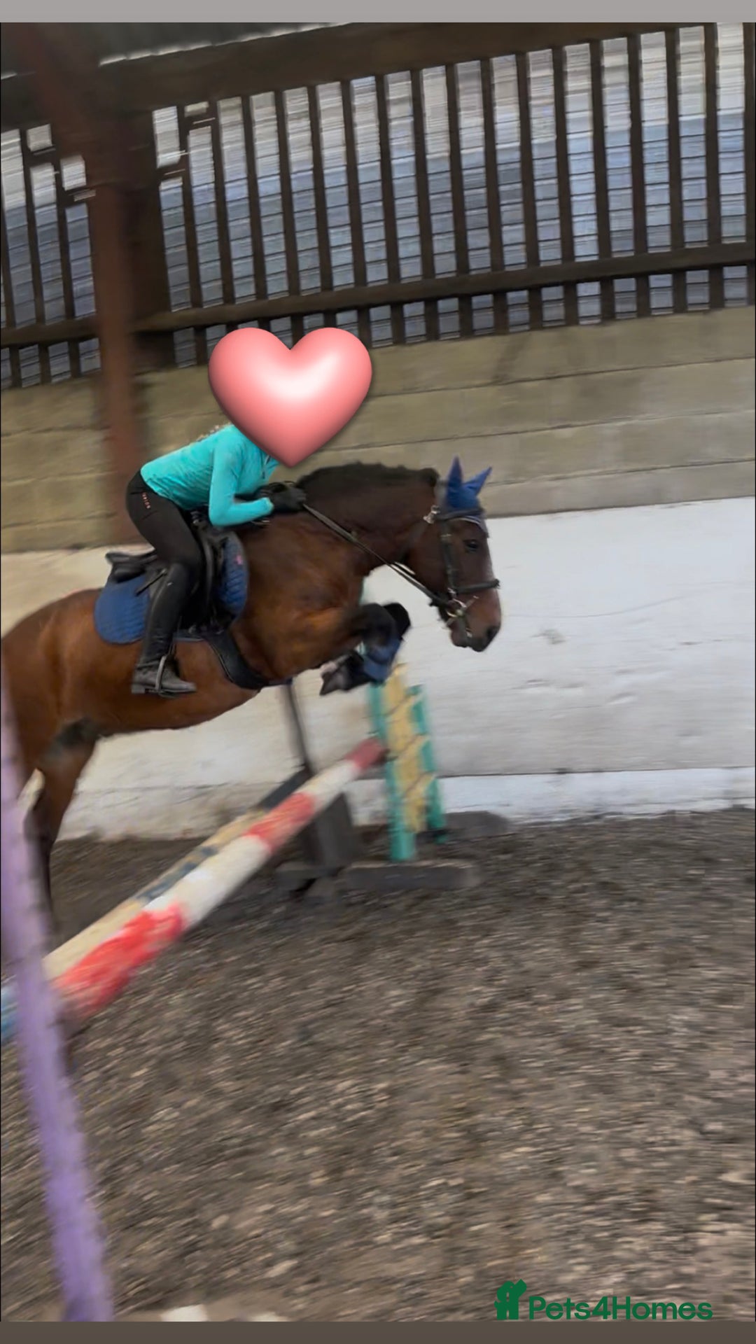 New Forest horses for sale: Dash - looking for a loving home. - Advert 8