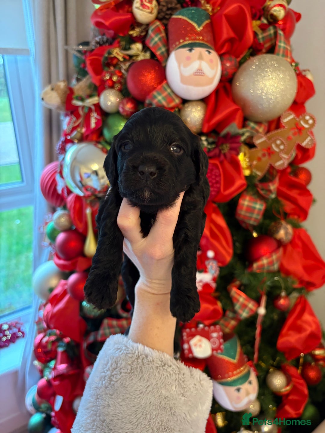 Cockapoo dogs for sale: Cockapoo litter  - Advert 28