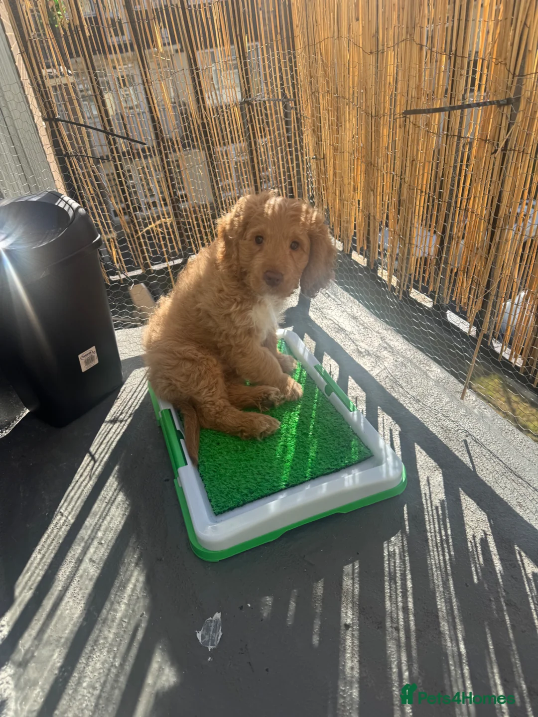 Cockapoo dogs for sale: Beautiful cockapoo puppy looking for a loving home in Enfield - Advert 17