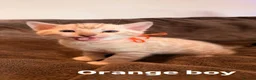 Bengal cats for sale: Beautiful Snow Bengals  - Advert 13