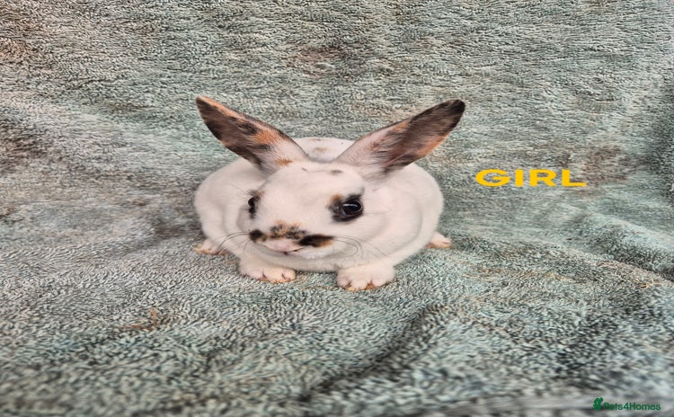 Rex rabbits in Launceston - Advert 1