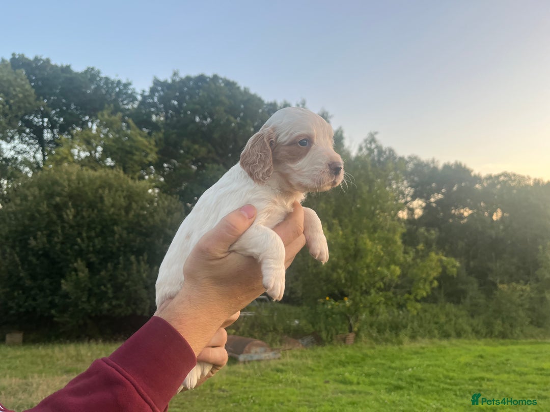 Sprocker dogs for sale: Sprocker puppies for sale   - Image 8