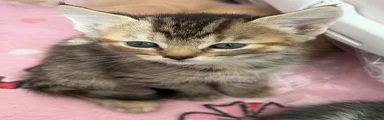 Tabby 
