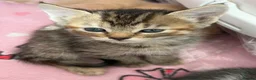 Mixed Breed cats for sale: Beautiful kittens  - Advert 22