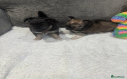 Chihuahua dogs for sale: chihuahuas puppies for sale  - Advert 7