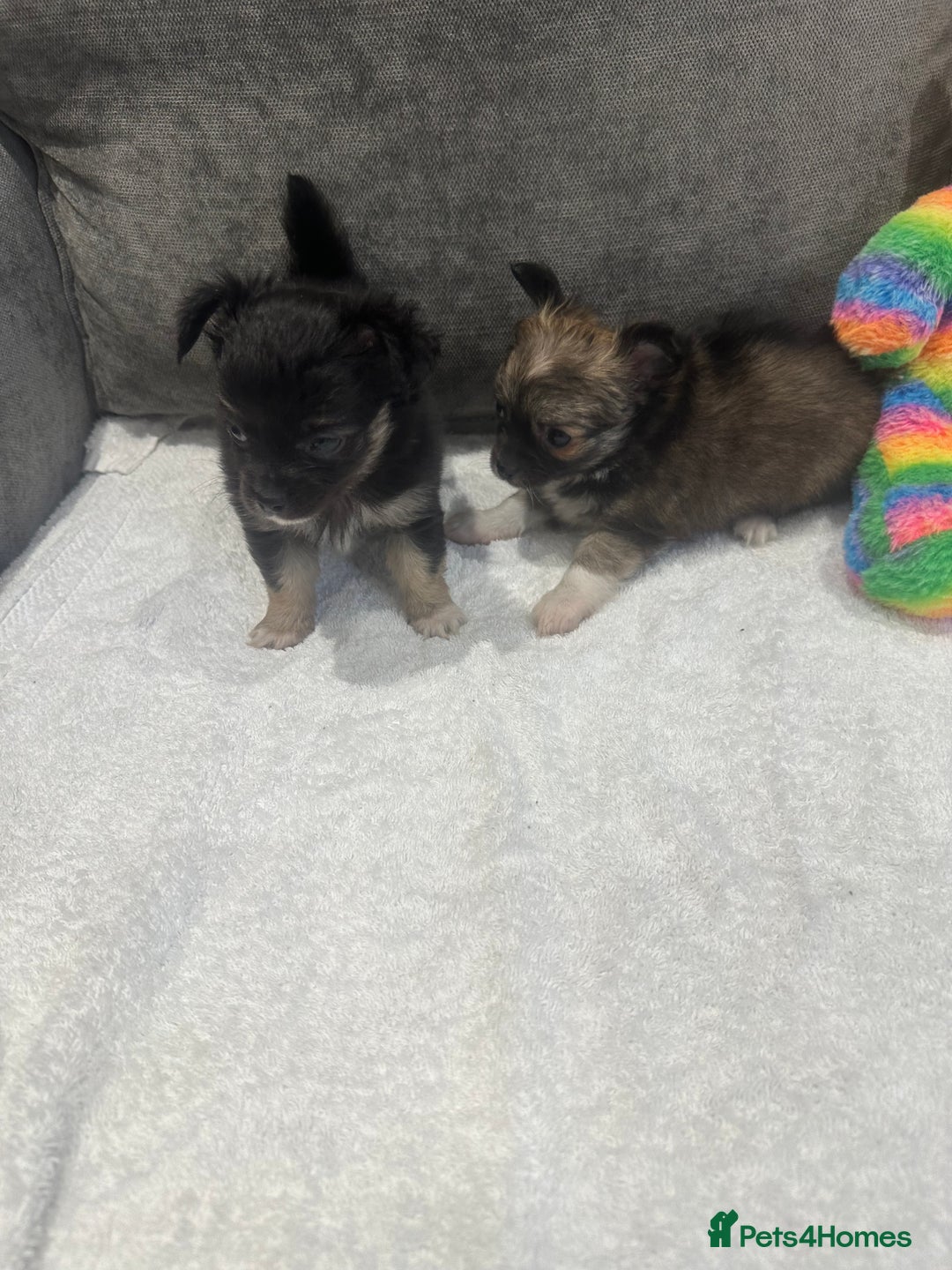 Chihuahua dogs for sale: chihuahuas puppies for sale  - Advert 7