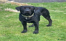 Mixed Breed dogs for sale: Goldador - Advert 13