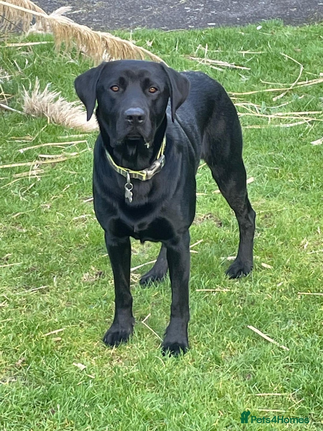 Mixed Breed dogs for sale: Goldador - Advert 13