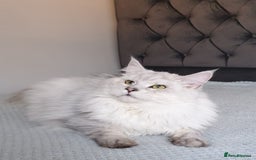 Maine Coon cats for sale: Maine Coon shaded lines - Image 12